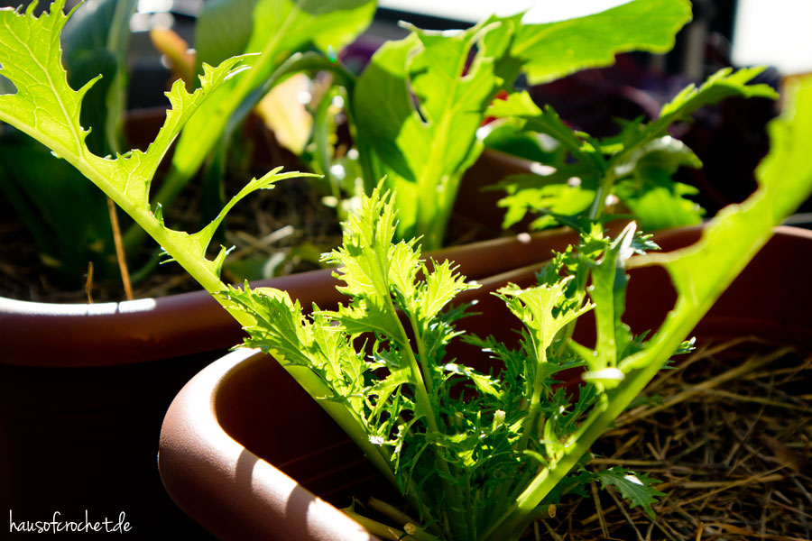 Der Herbst im Balkongarten - Asia Salat