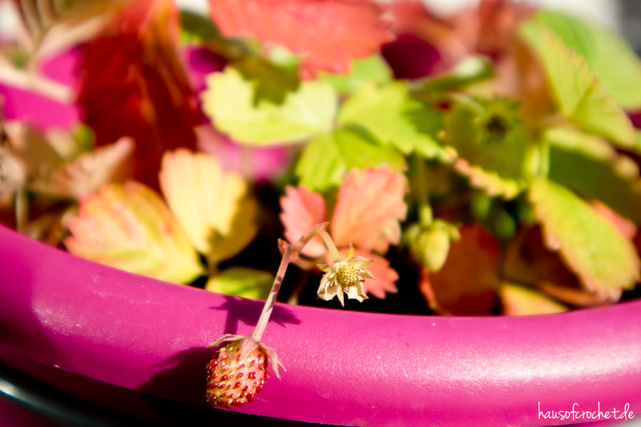 Der Herbst im Balkongarten - Erdbeeren