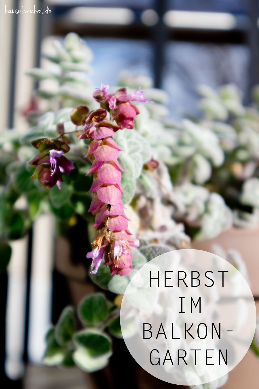 Der Herbst im Balkongarten