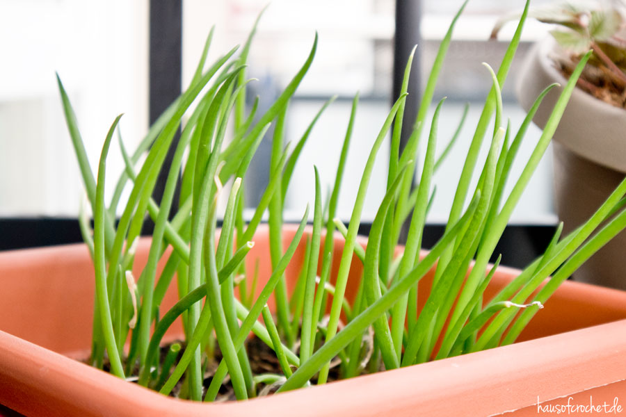 März im Balkongarten - Frühlingsboten