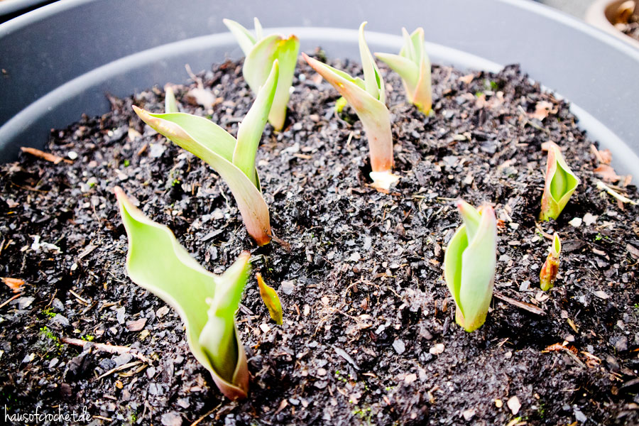 März im Balkongarten - Frühlingsboten
