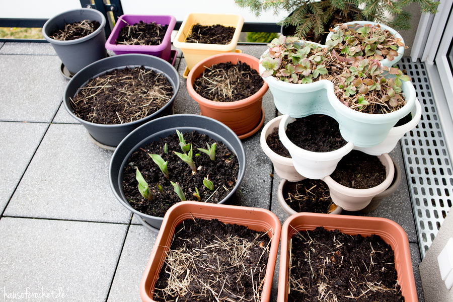 März im Balkongarten - Frühlingsboten