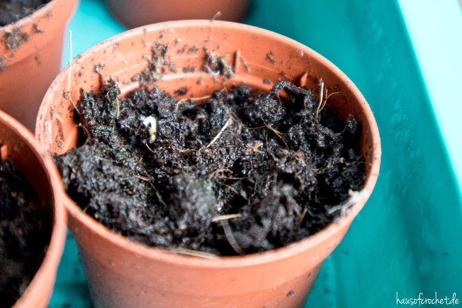 März im Balkongarten - Frühlingsboten